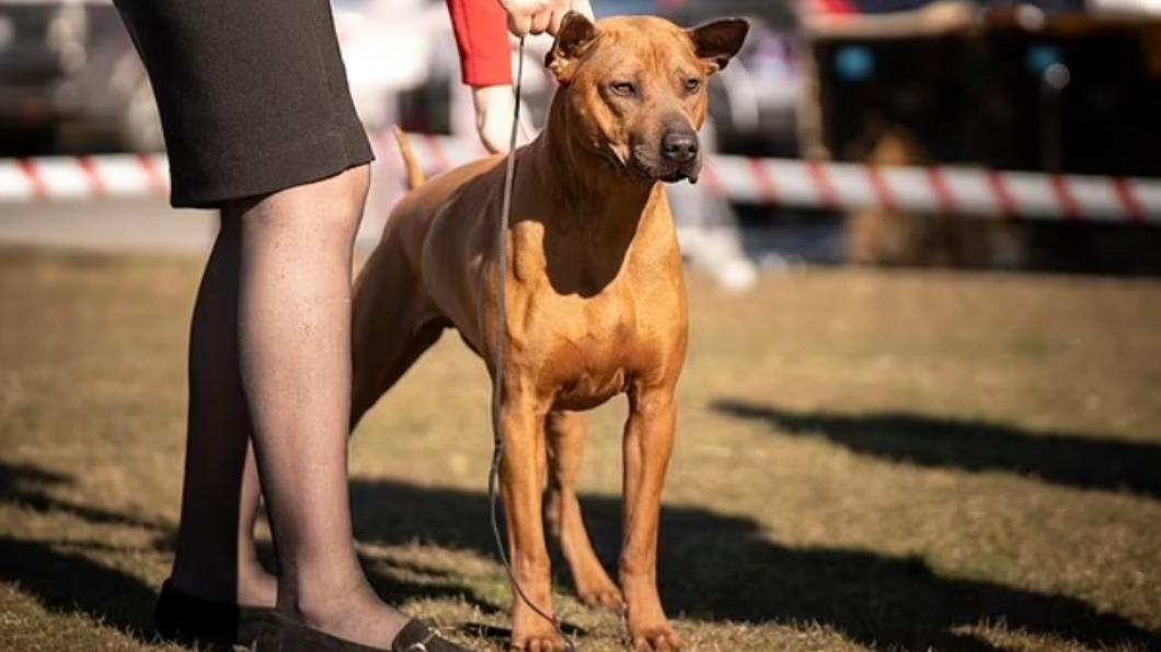 史塔馬提斯一家人被15隻的羅得西亞脊背犬（Rhodesian Ridgebacks）包圍狠咬，拼命抵抗下才駕車掙脫。（圖／翻攝自每日郵報）