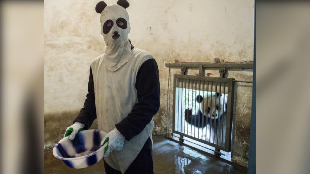 熊貓難道不害怕嗎? 陸飼養員扮”熊貓人” 有科學依據