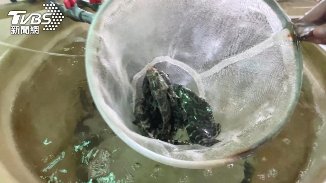 石斑魚專案貸款已核9.7億元 加碼種苗經營協助