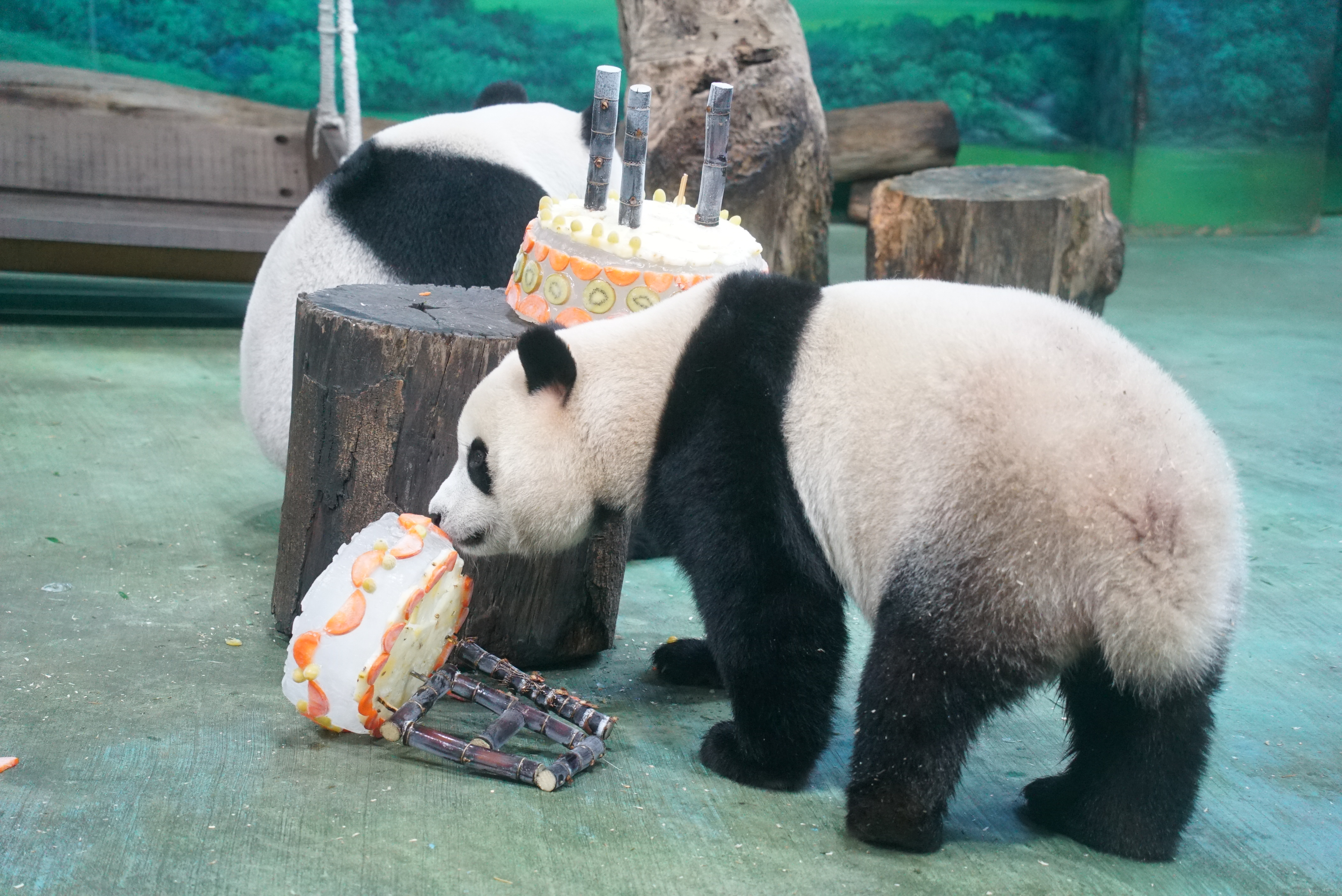 粉絲嗨祝生日快樂。(圖/動物園提供)