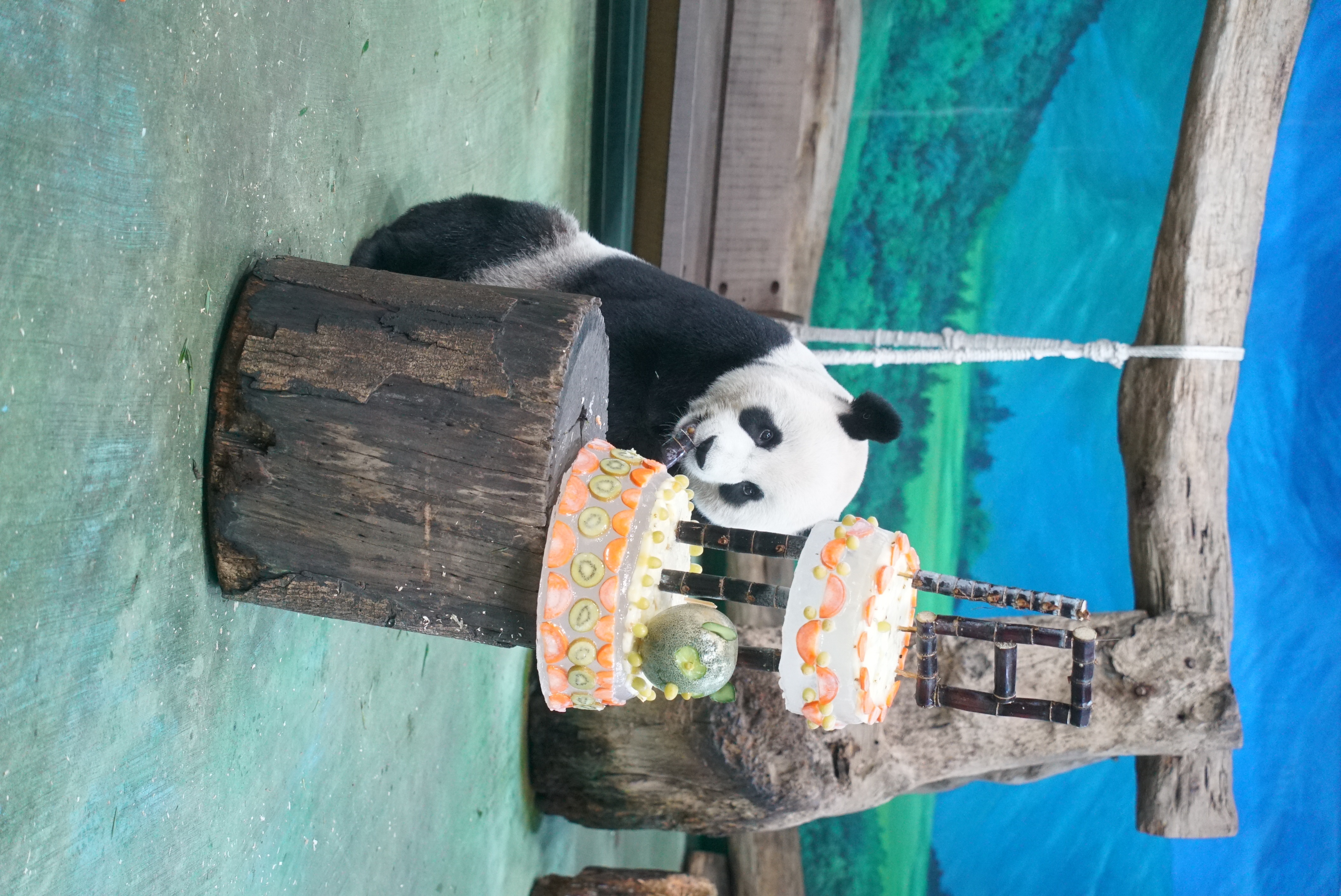 蛋糕吃得相當專注。(圖/動物園提供)