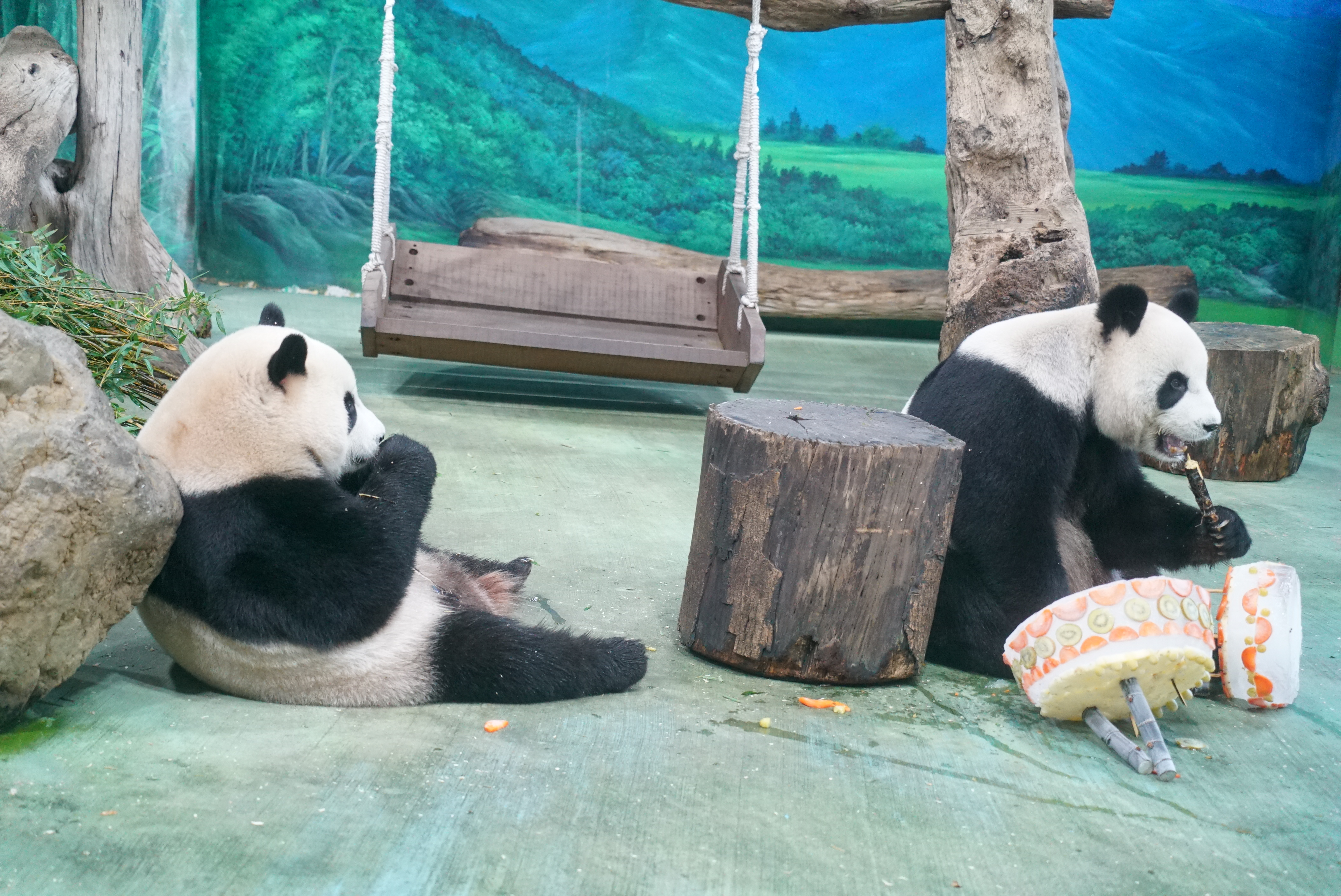 圓圓和圓寶。(圖/動物園提供)