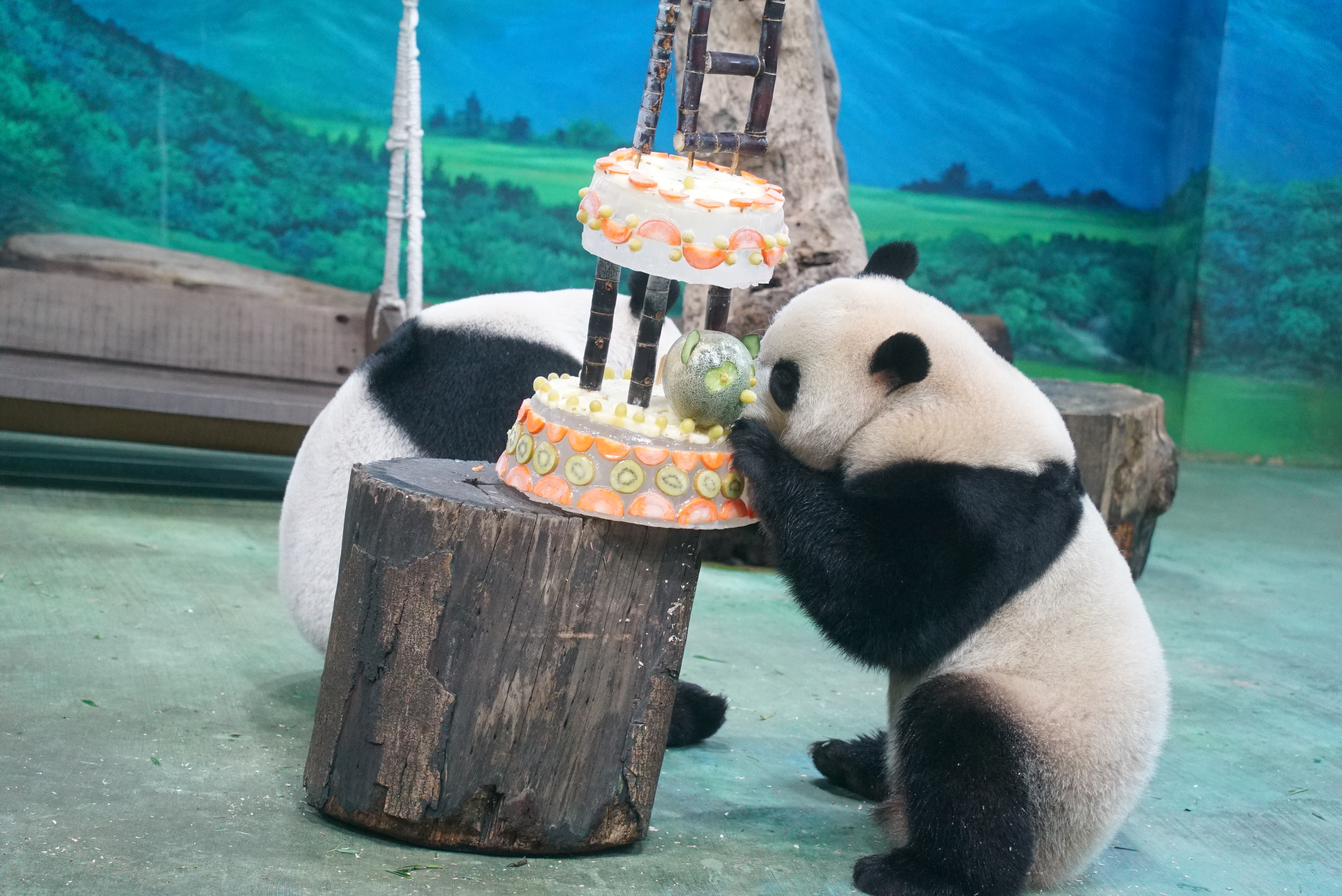圓圓和圓寶吃圓型蛋糕。(圖/動物園提供)