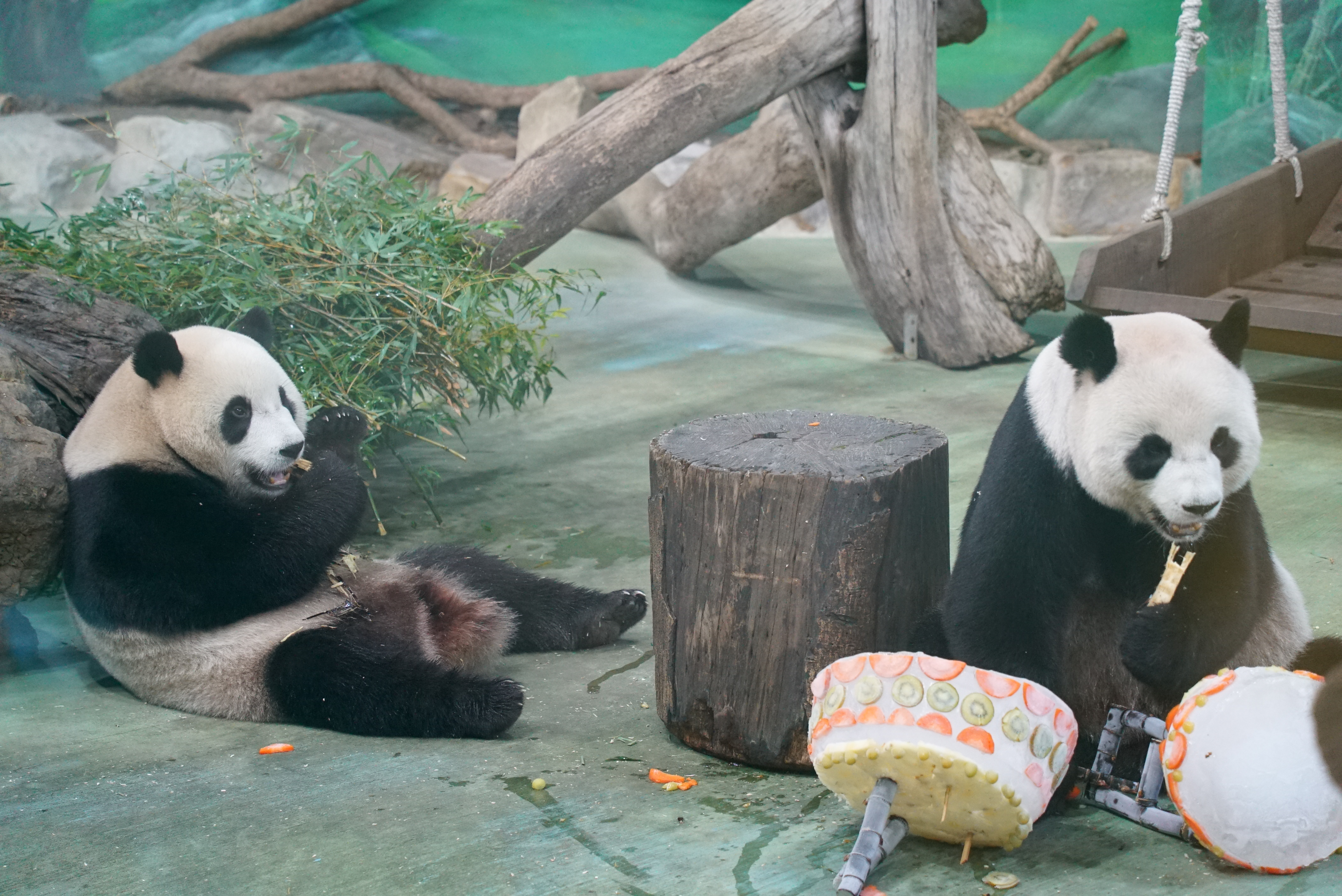 圓圓和圓寶吃蛋糕的模樣超萌。(圖/台北市立動物園提供)
