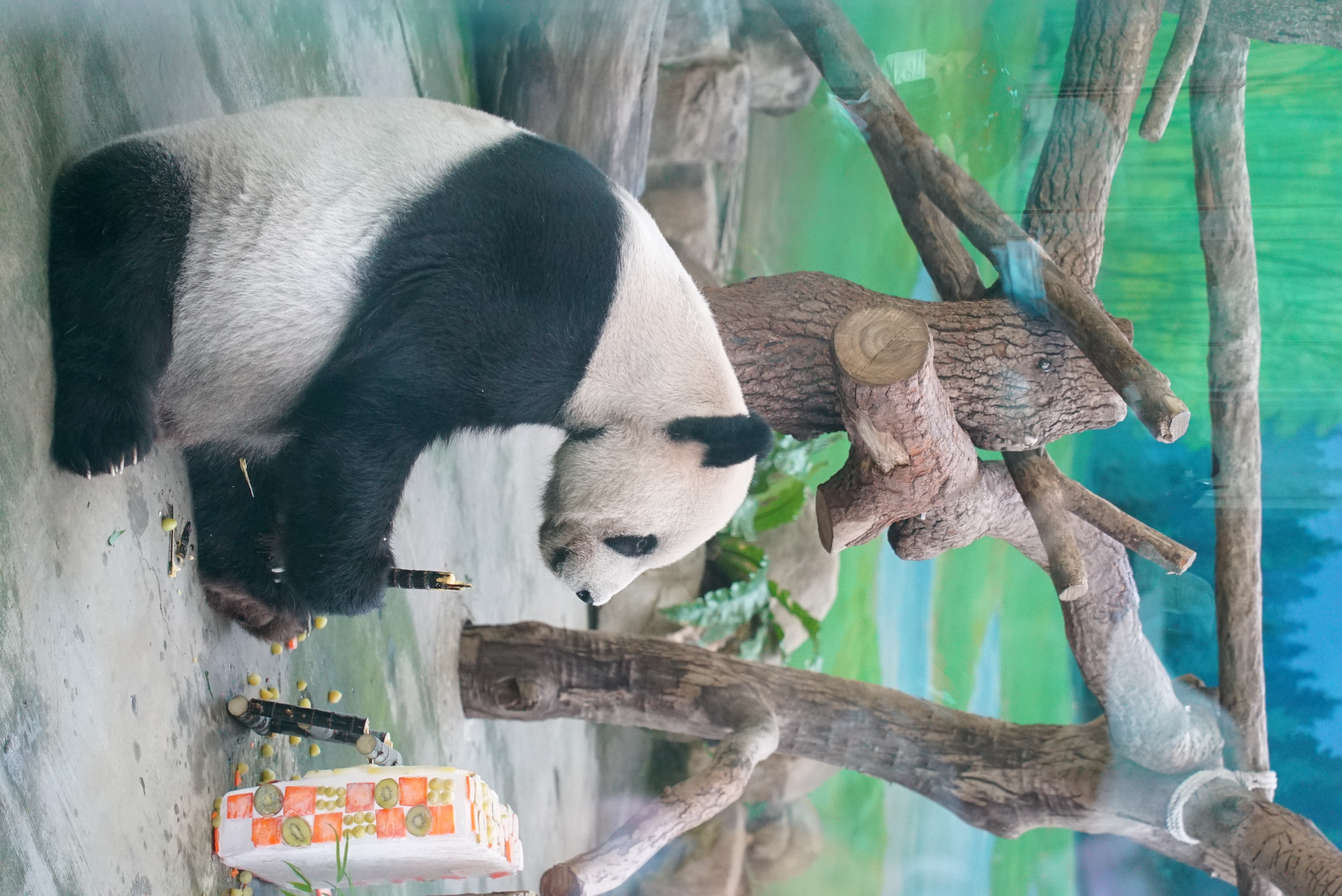 團團坐下來大快朵頤。(圖/Taipei Zoo 臺北市立動物園)