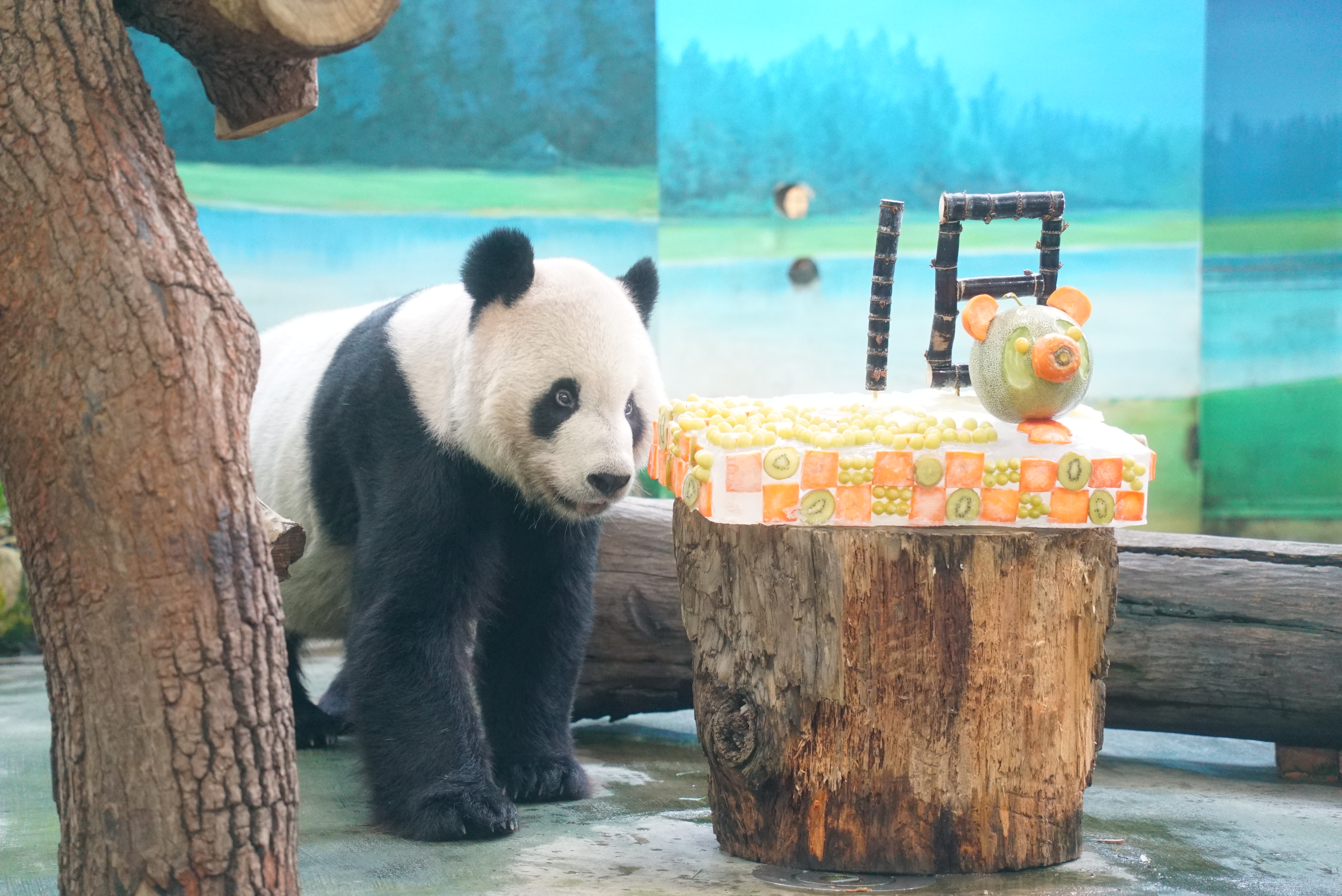 團團9月1日剛過18歲生日,看見蛋糕露出興奮眼神。(圖/台北市立動物園提供)