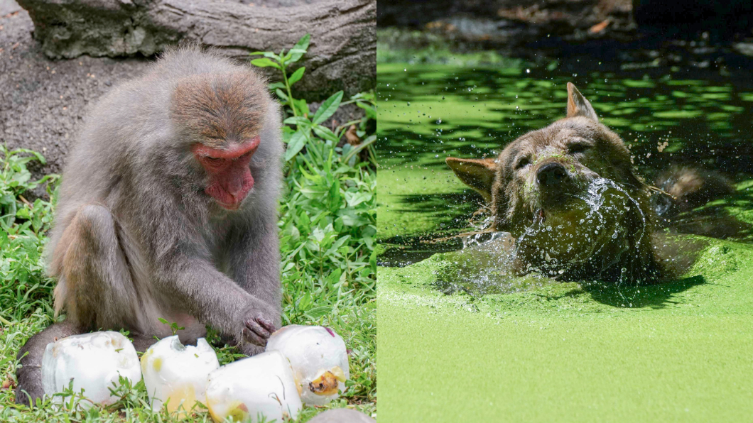 獼猴開泳池趴!木柵動物園內超萌 軍人這天帶孩遊園免費