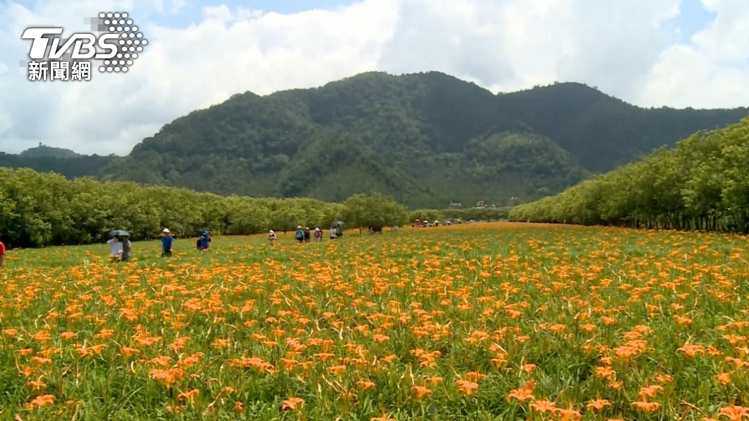 滿山的金針花，宛如仙境的金色地毯。（圖／TVBS資料畫面）