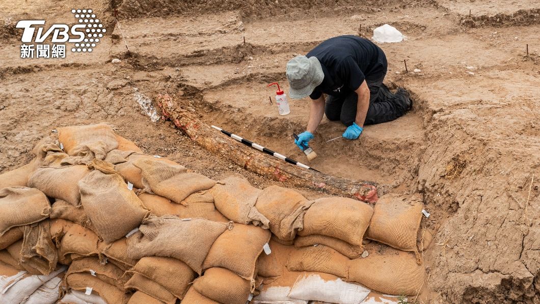 2.5米巨大象牙化石出土!以色列研究50萬年前遭人類獵殺