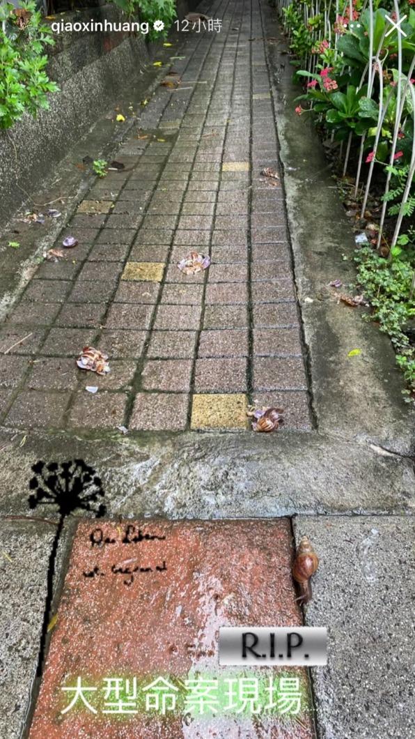 瑤瑤驚見滿地的蝸牛屍體。(圖/翻攝自瑤瑤臉書)
