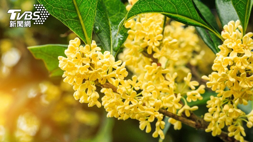 桂花能給家中添貴氣。（示意圖／shutterstock達志影像）