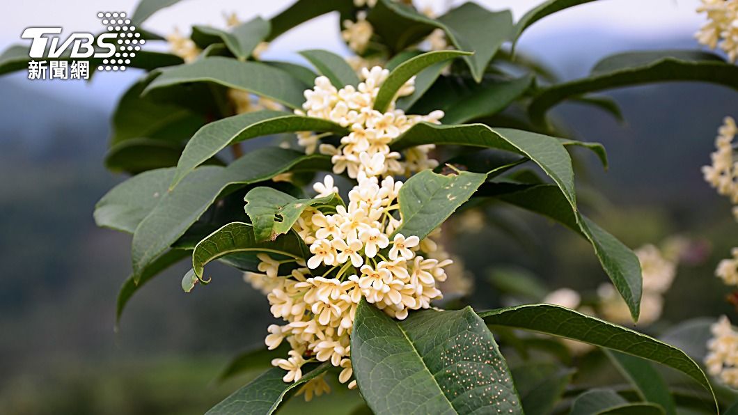 桂花盛開時間適逢中秋節。(示意圖/shutterstock達志影像)