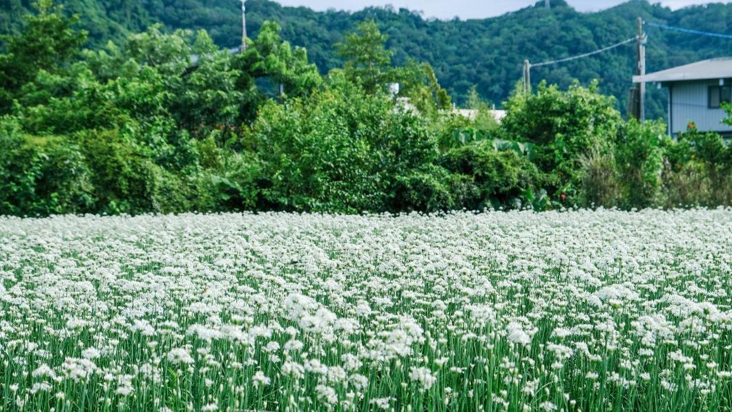 現場整片韭菜花非常浪漫。(圖/翻攝自大溪水與綠休閒農業發展協會)