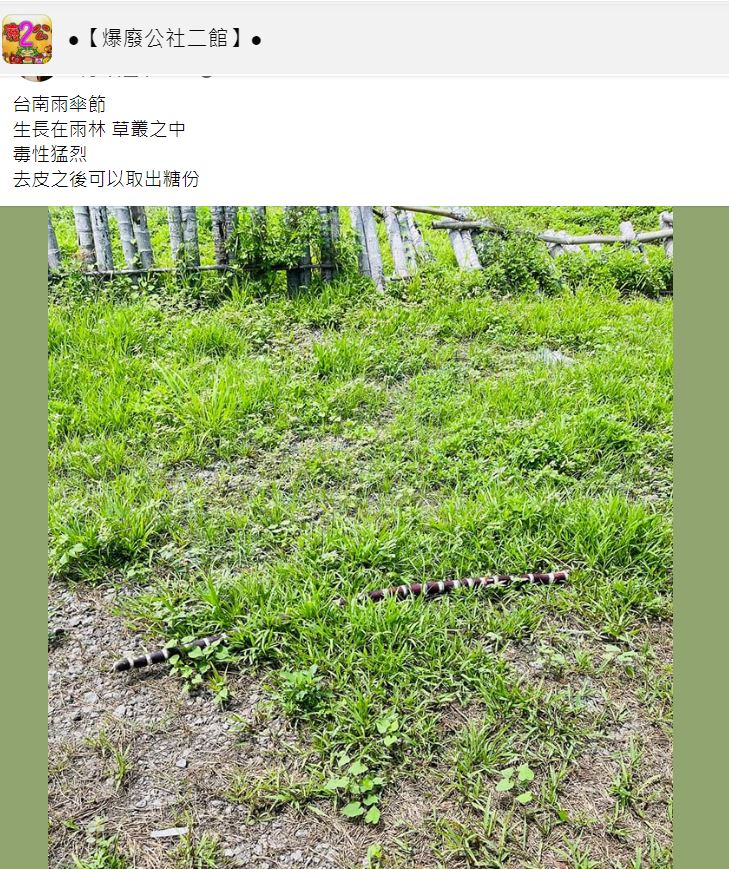 草地上出現一個疑似為雨傘節的黑白條紋長條物。(圖/翻攝自爆廢公社二館臉書)
