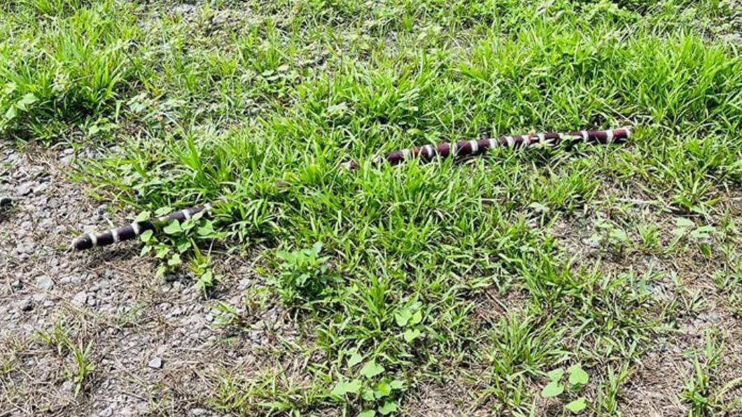 草地冒超僵直「雨傘節」!他湊近一瞧傻眼 網笑:這很毒