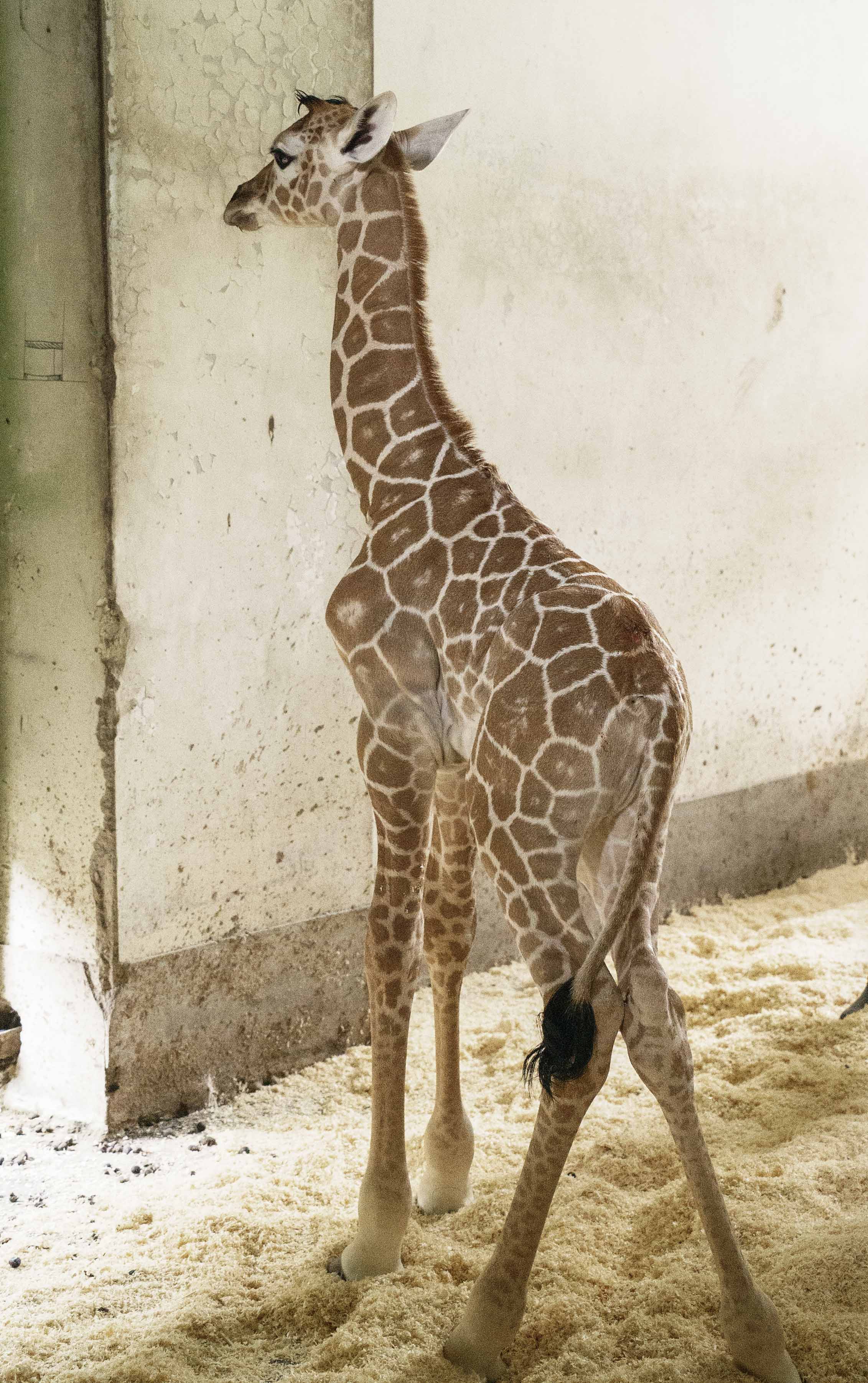 長頸鹿寶寶出生第一天,身高達183公分。(圖/台北市立動物園提供)