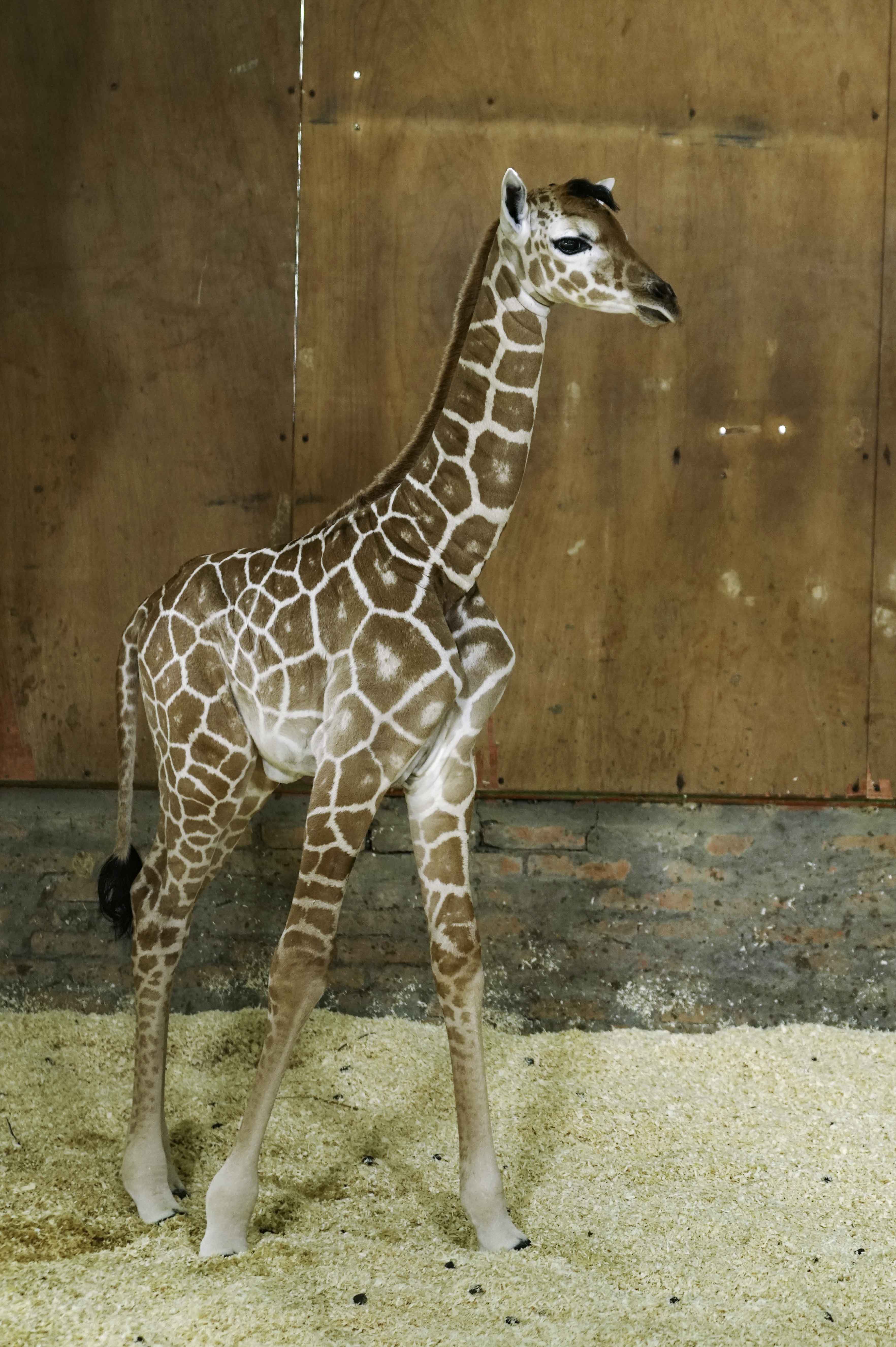 新生的長頸鹿寶寶是女生。(圖/台北市立動物園提供,詹德川攝)