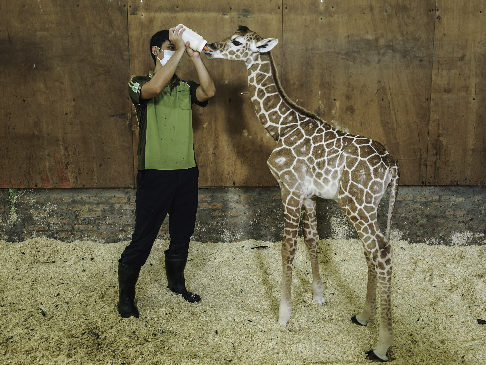 餵長頸鹿寶寶喝奶不輕鬆。(圖/台北市立動物園提供,詹德川攝)
