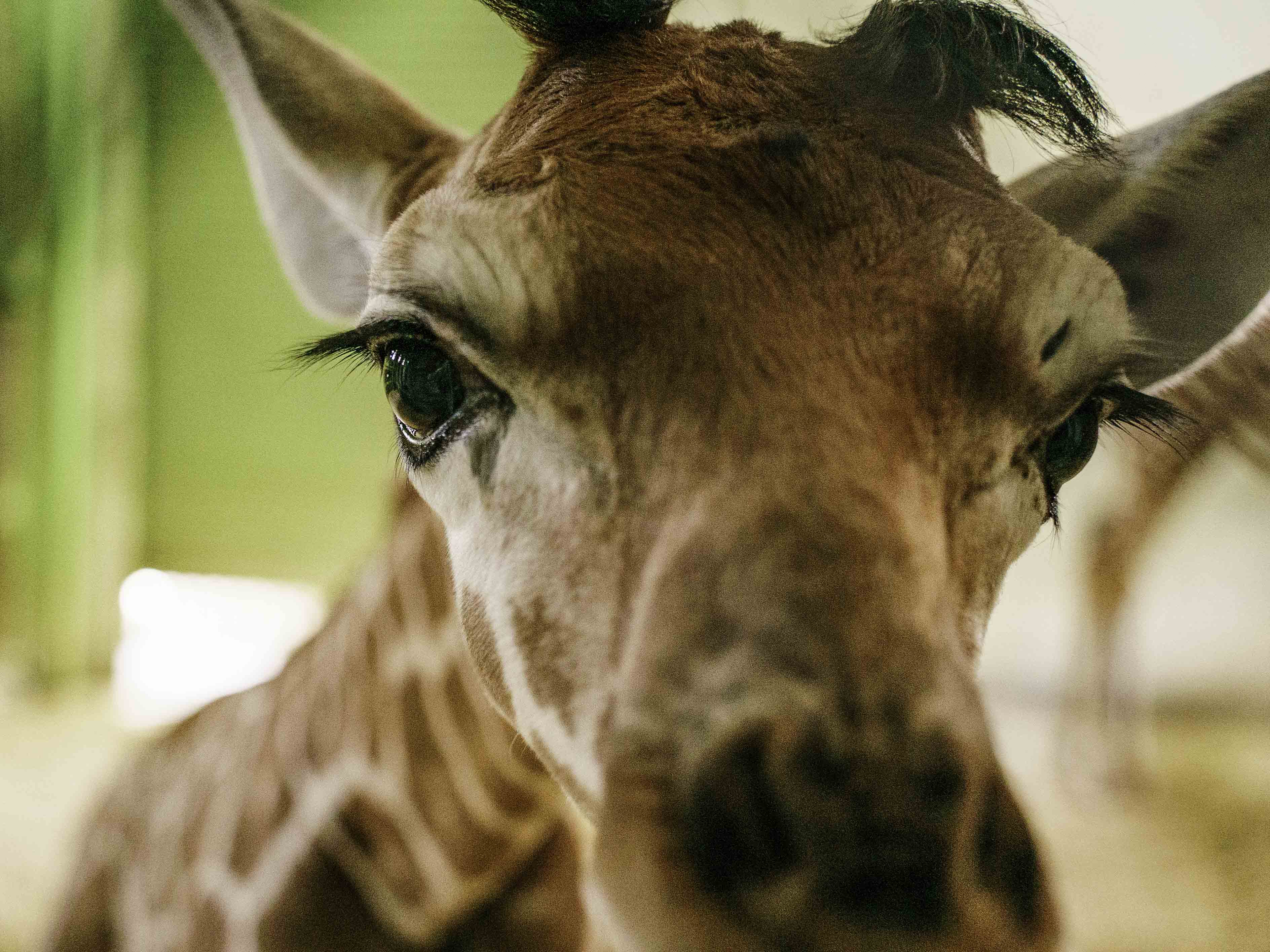 長頸鹿寶寶相當可愛(圖/台北市立動物園提供)