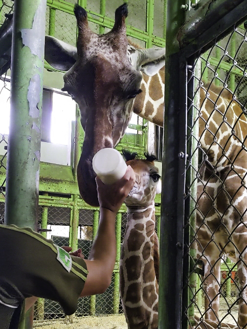 小麥和寶寶形影不離。((圖/台北市立動物園提供,蔡昀陵攝)