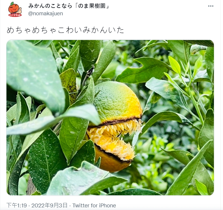 長相如此奇特的橘子被園方PO網，笑說有顆非常可怕的橘子呢！（圖／翻攝自nomakajuen推特）