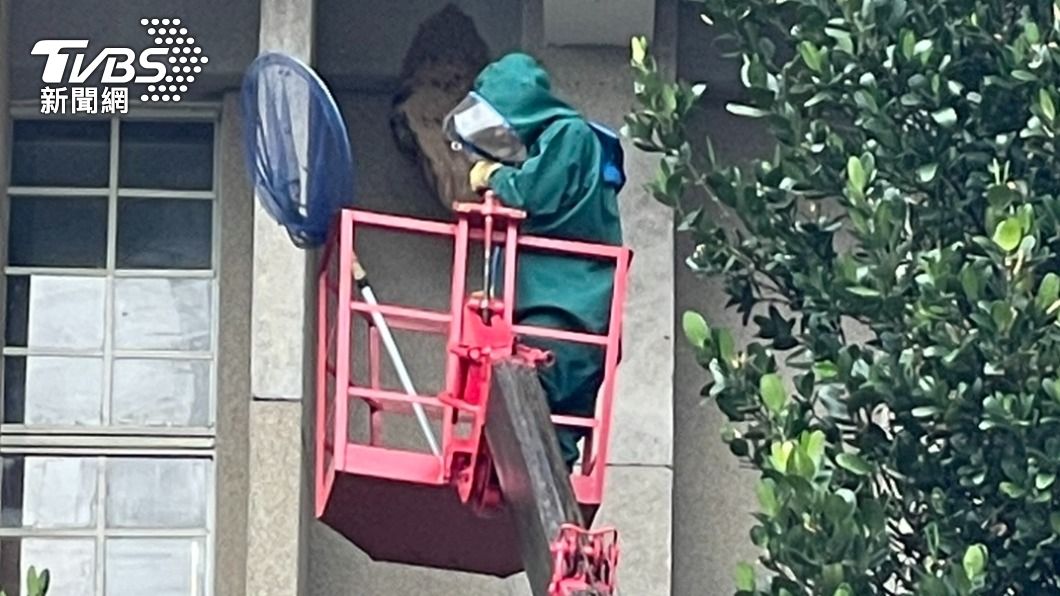 外包商進行摘蜂窩工程卻反被蜂螫昏迷。(圖/TVBS)