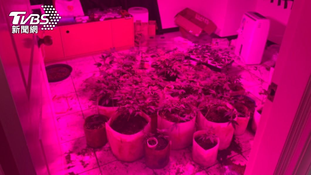 租屋處當大麻農場 警上門查獲76盆大麻植株