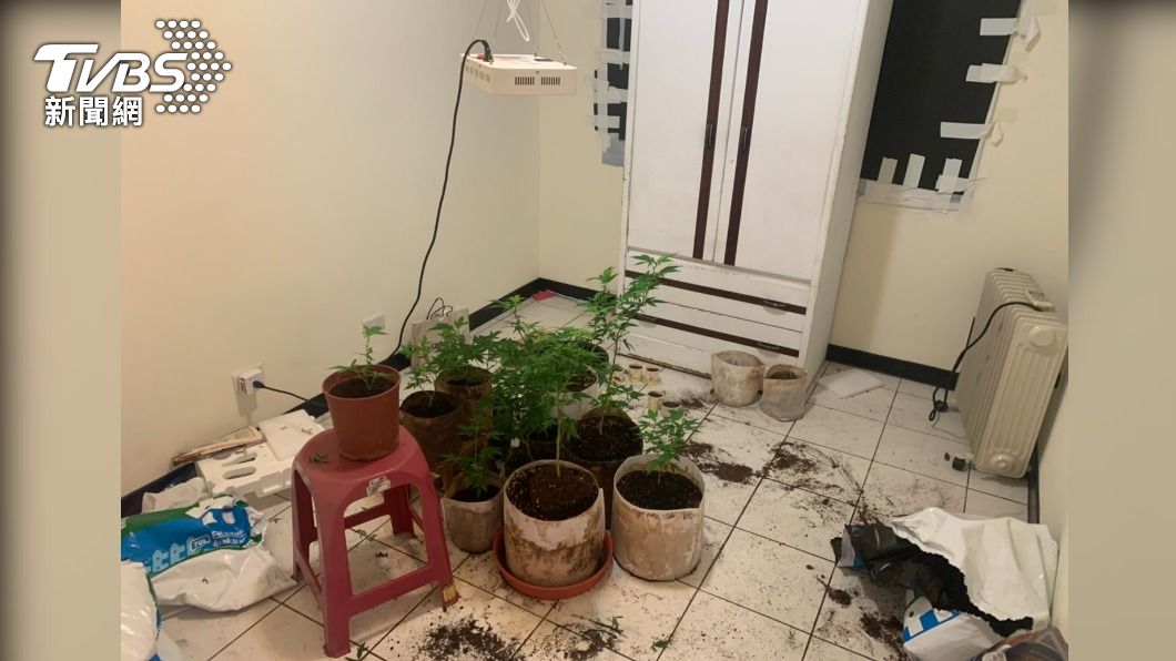 柳男直接將大麻栽種在屋內。(圖/TVBS)