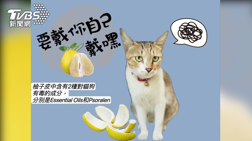 中秋應景給毛寶貝柚皮帽 新北動保疾呼:毋湯喔!