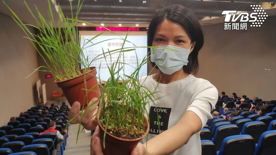 新北動保處長楊淑方建議,國人中秋節吃柚子,有助腸道消化。也可以種種小麥草,貓咪愛吃又健康。