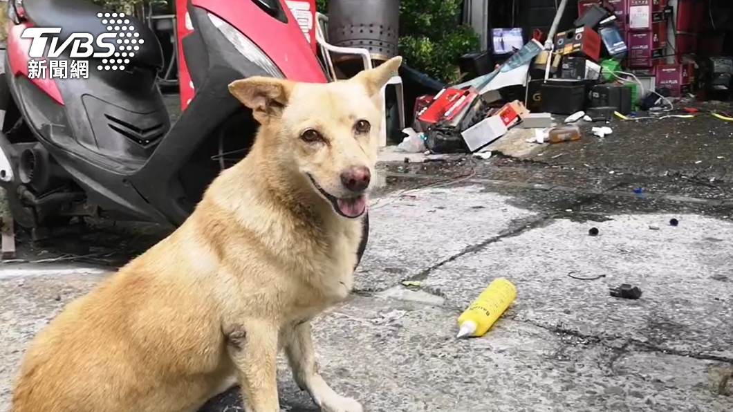 鼻酸!電池行火警夫妻雙亡 愛犬趴門口等主人回家