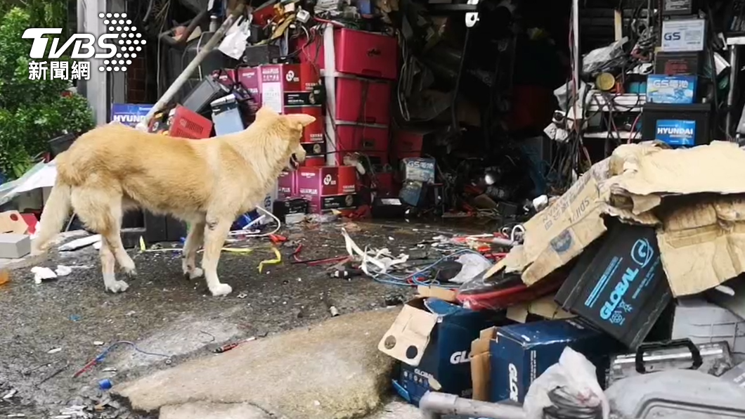 愛犬似乎在等待主人回家。(圖/TVBS)