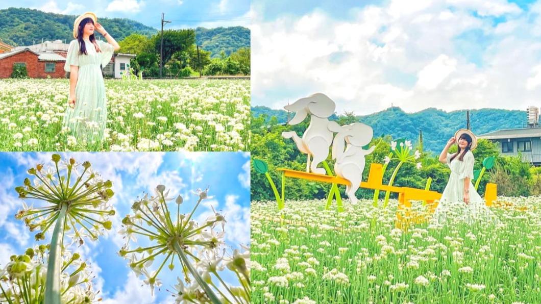 九月雪降臨大溪！「2022桃園韭菜花節」浪漫登場