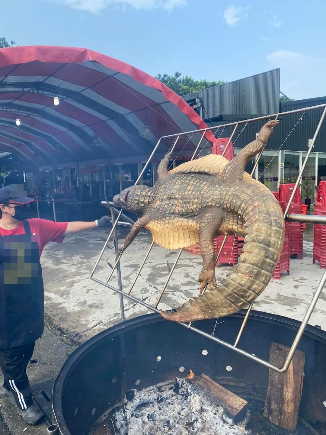 這隻鱷魚比人還大隻。(圖/翻攝自嘉義多一點臉書)