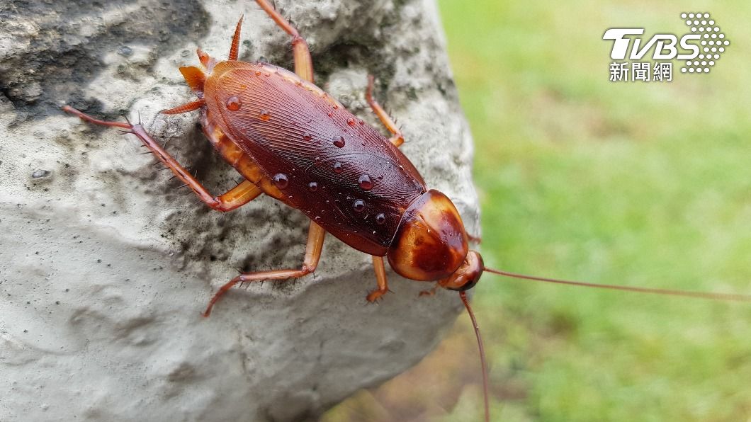 只有當食物殘渣黏在皮膚或指甲上時，蟑螂才會咬人。（示意圖／shutterstock 達志影像）