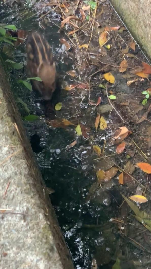 小山豬緊張狂竄。（圖／翻攝自PTT）