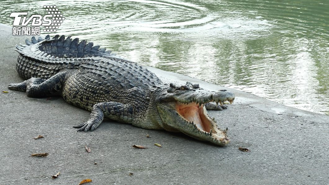 8月中旬至11月初剛好是佛羅里達獵捕鱷魚的季節。(示意圖/shutterstock達志影像)