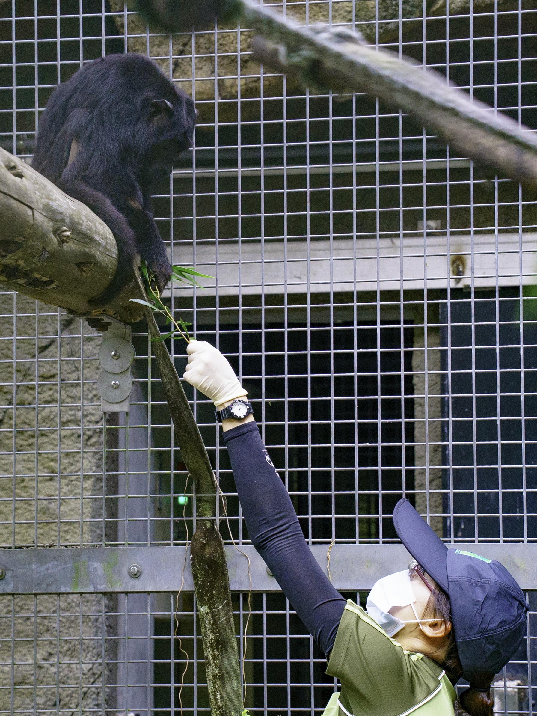 保育員手餵相思樹葉給「Luca」。(圖/台北市立動物園提供)