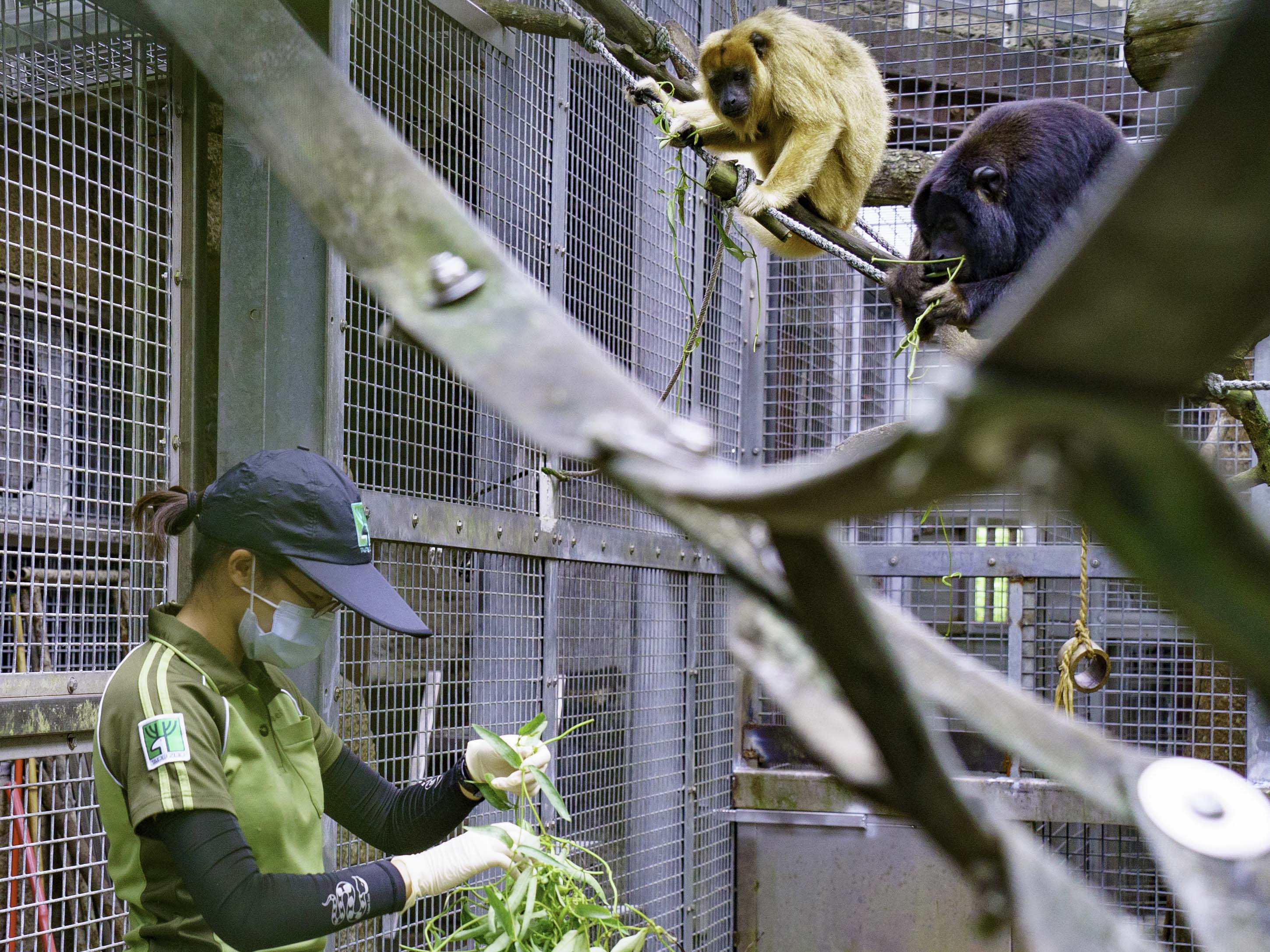 保育員特別在動物園內採集號角樹、酪梨、血桐、相思樹、榕樹、竹葉、雞屎藤、咸豐草等植物供黑吼猴們選擇。(圖/台北市立動物園提供)