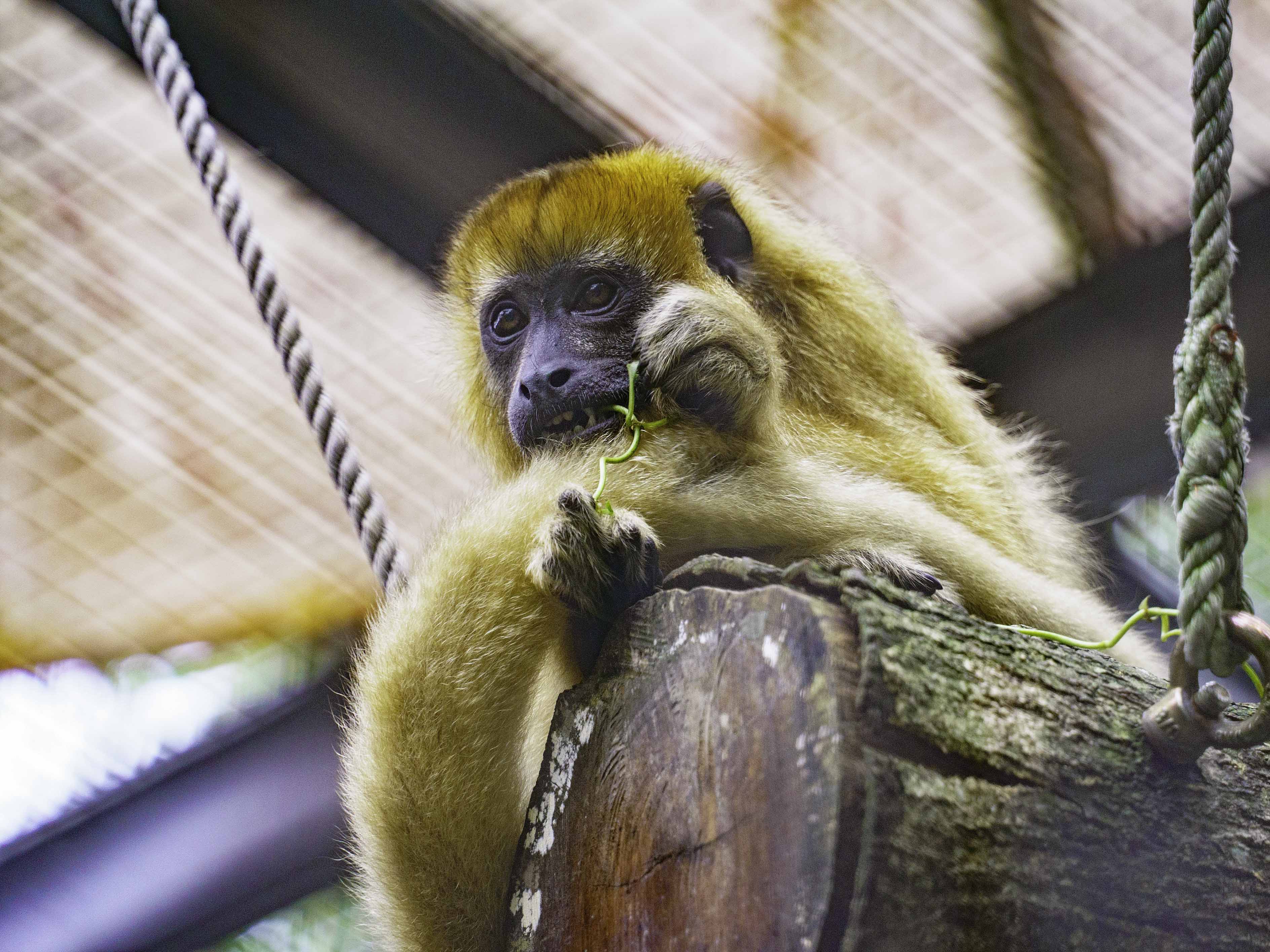 餵養動物必須熟悉動物的食性、生活習慣及了解他們的營養需求後,隨時客製化地調整(黑吼猴弟弟「卡布」)。(圖/台北市立動物園提供)