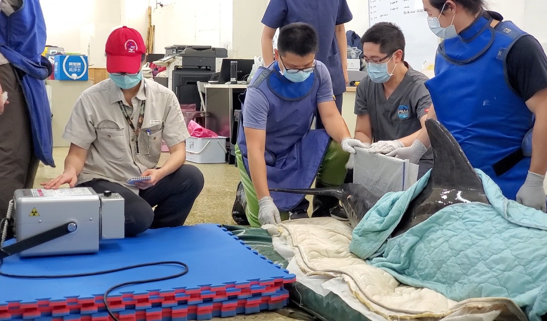 為了解尾幹的白色結節之病因,中華鯨豚協會向台北市動物園商借X光機為糙齒海豚進行診療。(圖/德能集團提供)