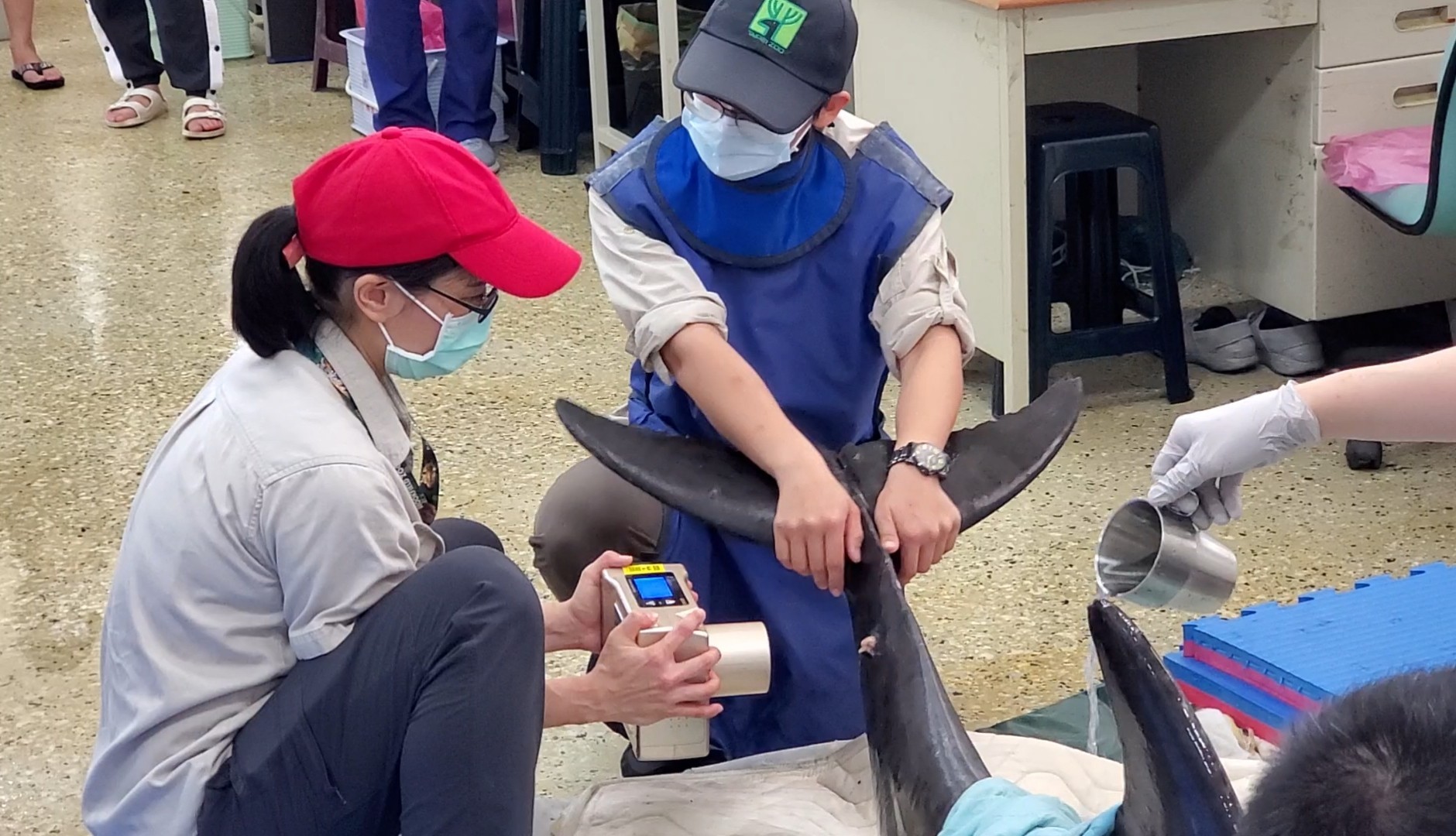 攜帶式鯨豚檢測高頻X光機因操作便利,可用手提方式從不同角度為鯨豚進行診療。(圖/德能集團提供)
