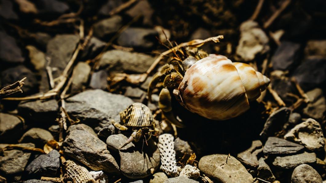 潮間帶有多項隱藏生物。(圖/屏東海生館提供)