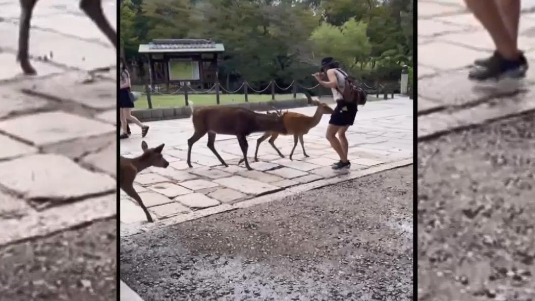 畫面翻攝/戴資穎IG