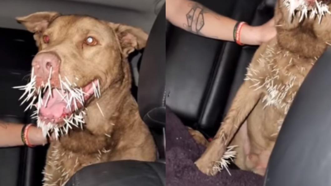 比特犬與豪豬打鬥，全身插滿尖刺，看起來怵目驚心。（圖／翻攝自miranda.degennaro FB）