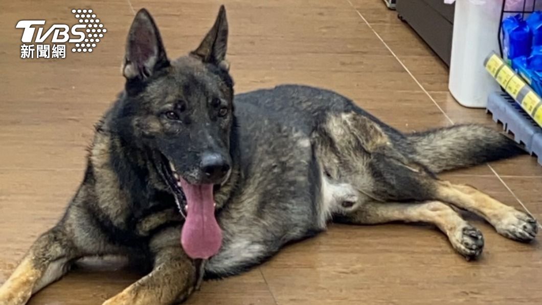 狼犬亂竄!警「怕被咬」 尾隨半小時求援飼主