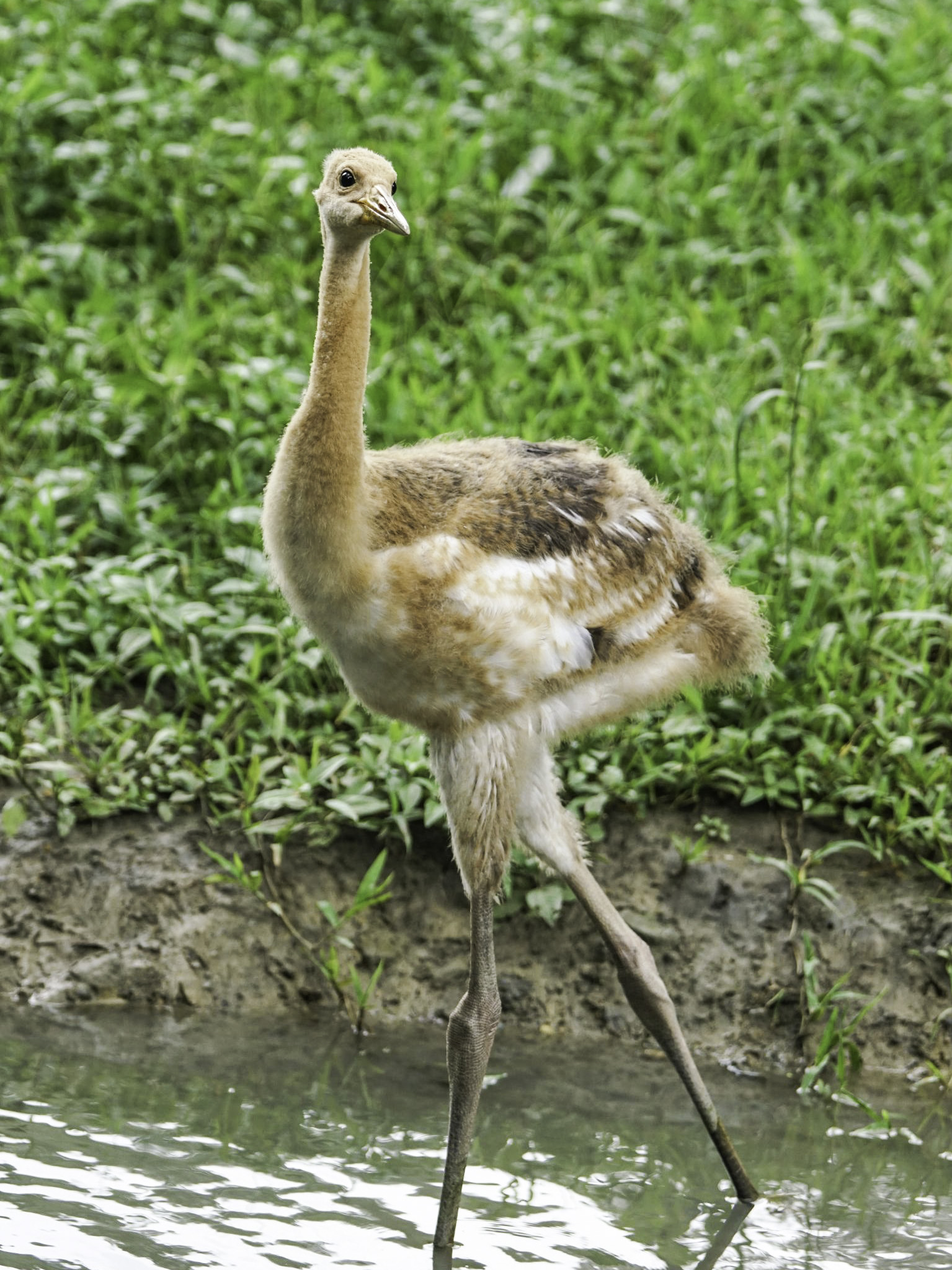 「哩鶴」發音近似台語的「你好」。(圖/詹德川攝、台北市立動物園提供)