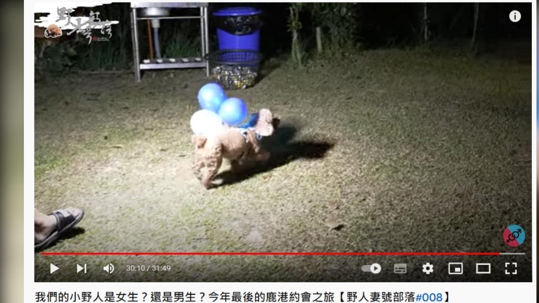  一開始由狗狗PUKII背著藍色氣球出場。（圖／翻攝自野人七號部落YouTube）