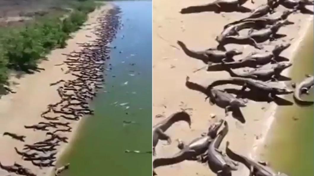1天震77次!地震前逾100隻鱷魚「集體入侵」專家說話了