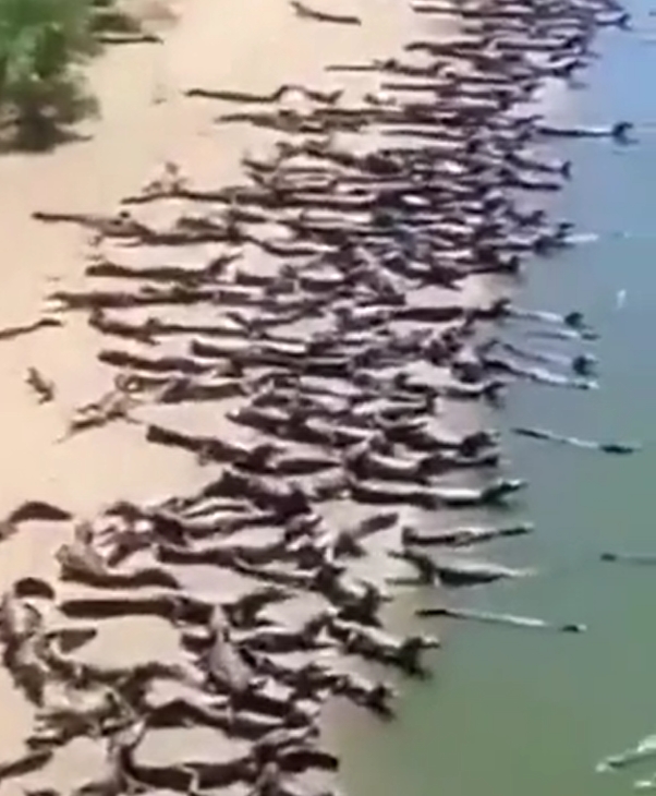 鱷魚聚集一團。(圖/翻設自推特)